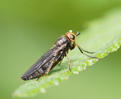 Chiromyzinae