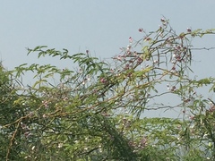 Oxystelma esculentum