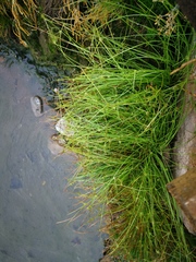 Cyperus kamtschaticus