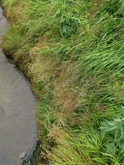 Cyperus kamtschaticus