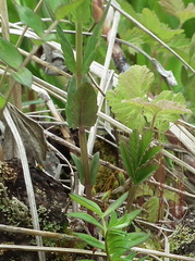 Scutellaria yezoensis