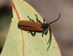 Trichalus semicostatus