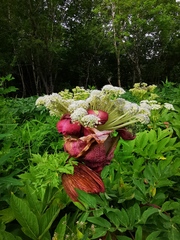 Angelica ursina