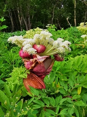 Angelica ursina