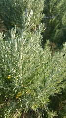 Olearia axillaris