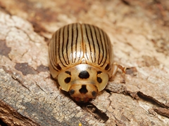 Paropsisterna intacta