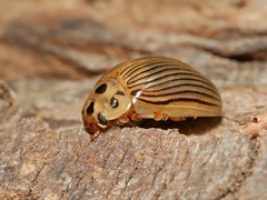 Paropsisterna intacta