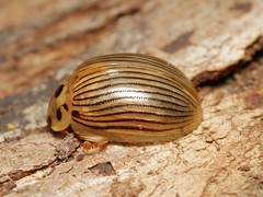 Paropsisterna intacta
