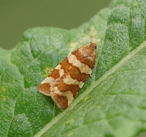 Conchylis subfurcatana