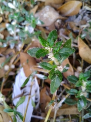 Alternanthera paronychioides