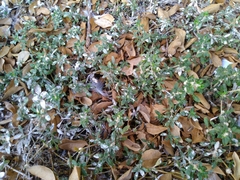 Alternanthera paronychioides