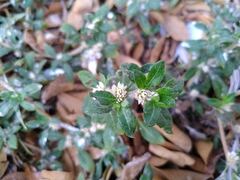 Alternanthera paronychioides