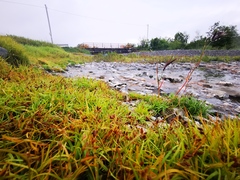 Fimbristylis dichotoma ochotensis