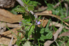 Veronica calycina