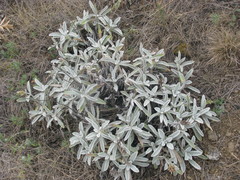 Sideritis catillaris