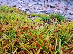 Fimbristylis dichotoma ochotensis