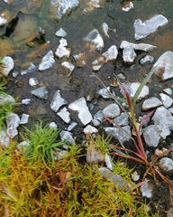 Fimbristylis dichotoma ochotensis