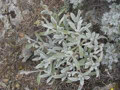 Sideritis catillaris