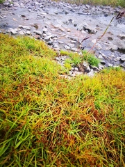 Fimbristylis dichotoma ochotensis