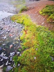 Fimbristylis dichotoma ochotensis