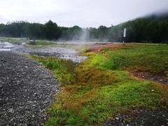 Fimbristylis dichotoma ochotensis