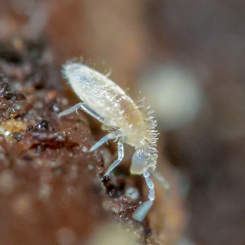 Representative image of Coecobrya tenebricosa