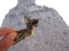 Cocytius antaeus