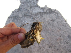 Cocytius antaeus