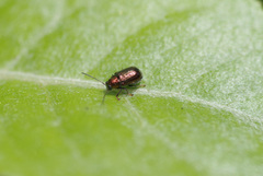 Aporocera viridis