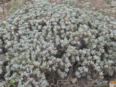 Astragalus arnacantha