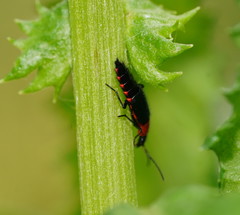 Carphurus cyanopterus