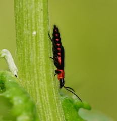 Carphurus cyanopterus