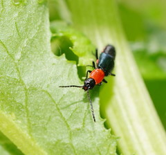 Carphurus cyanopterus