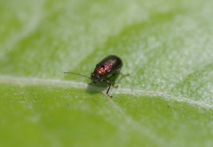 Aporocera viridis