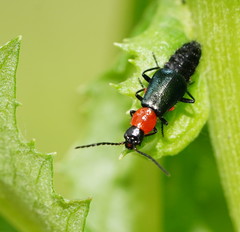 Carphurus cyanopterus