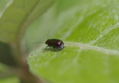 Aporocera viridis