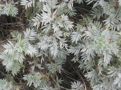 Astragalus arnacantha