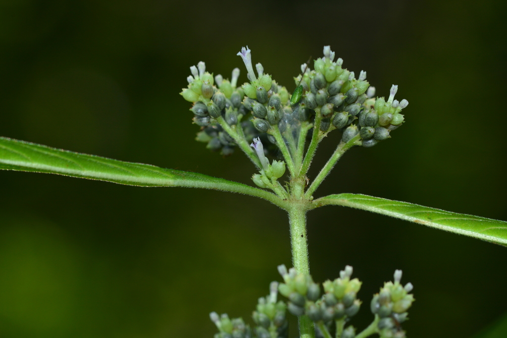Knoxia