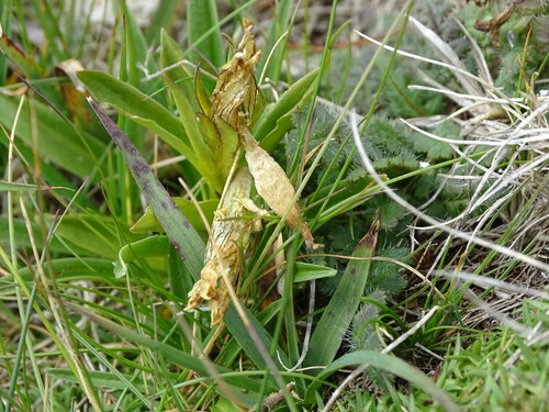 Gentiana frigida, photograph 3
