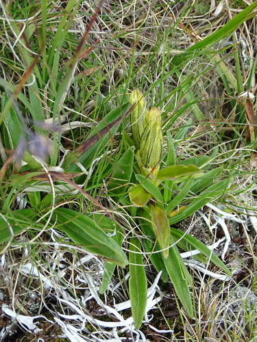Gentiana frigida, photograph 2