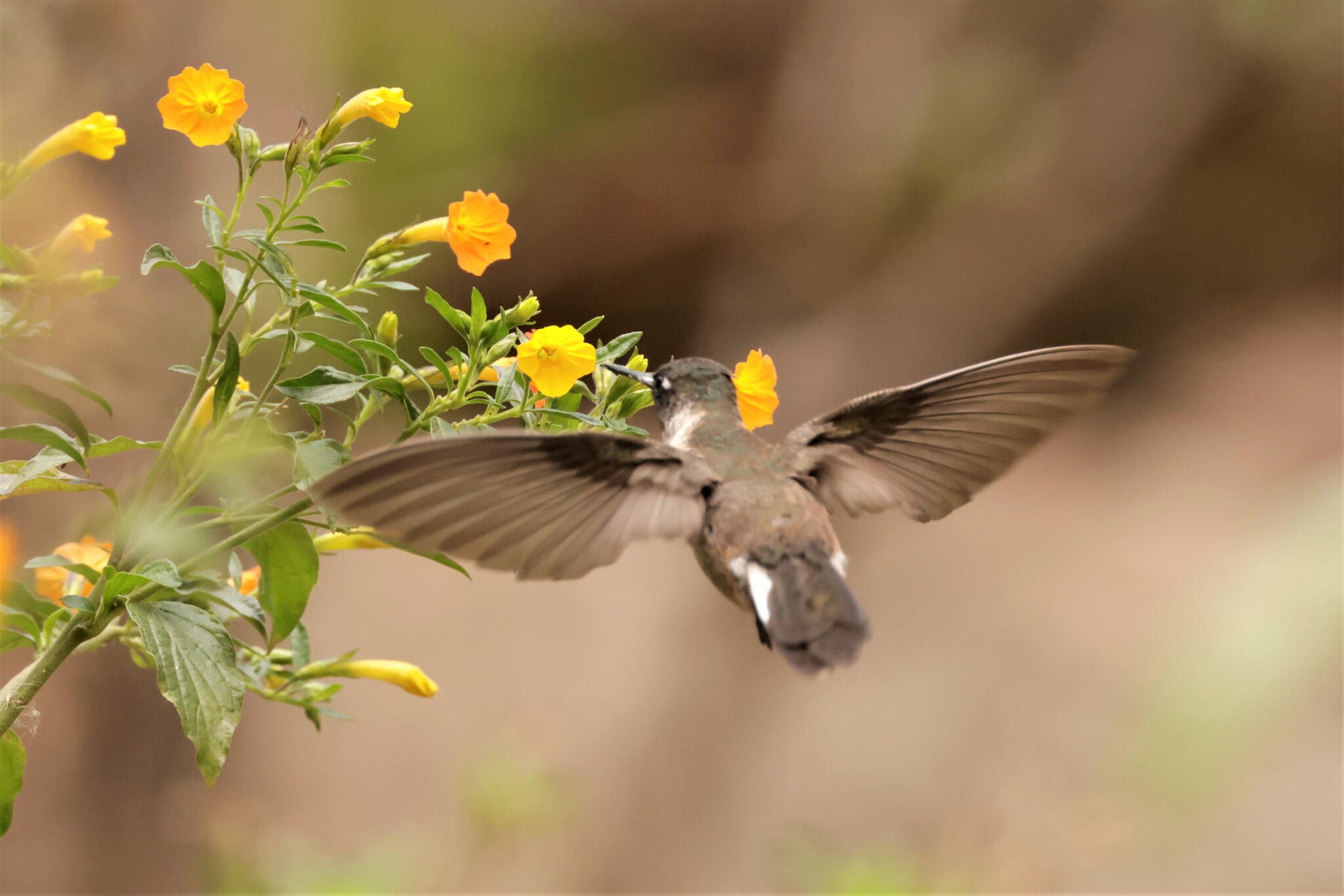 Bearded Mountaineer (Oreonympha nobilis), photo 7