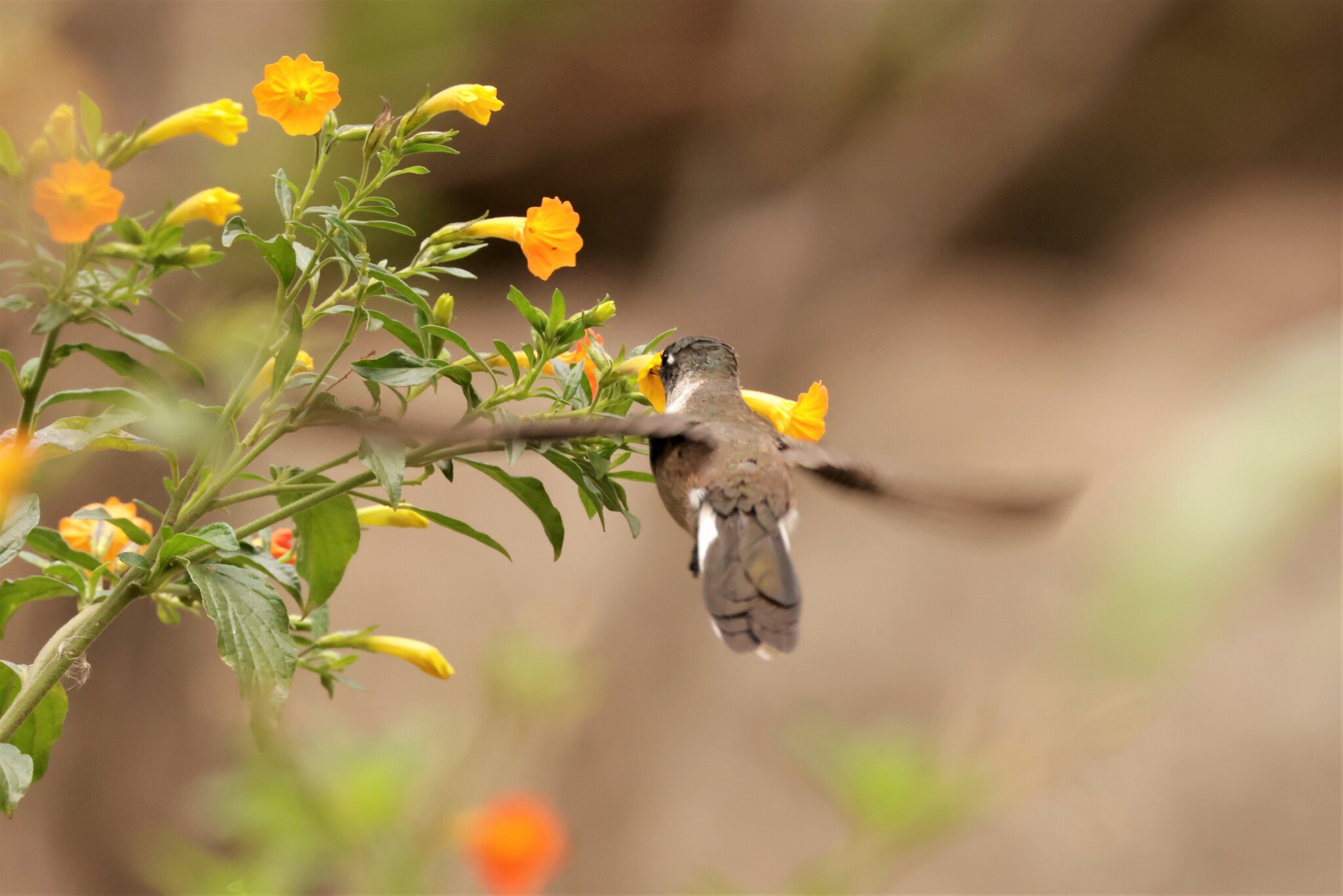 Bearded Mountaineer (Oreonympha nobilis), photo 8