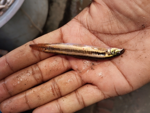 Guntea loach (Lepidocephalichthys guntea) — Cobitidae — 2