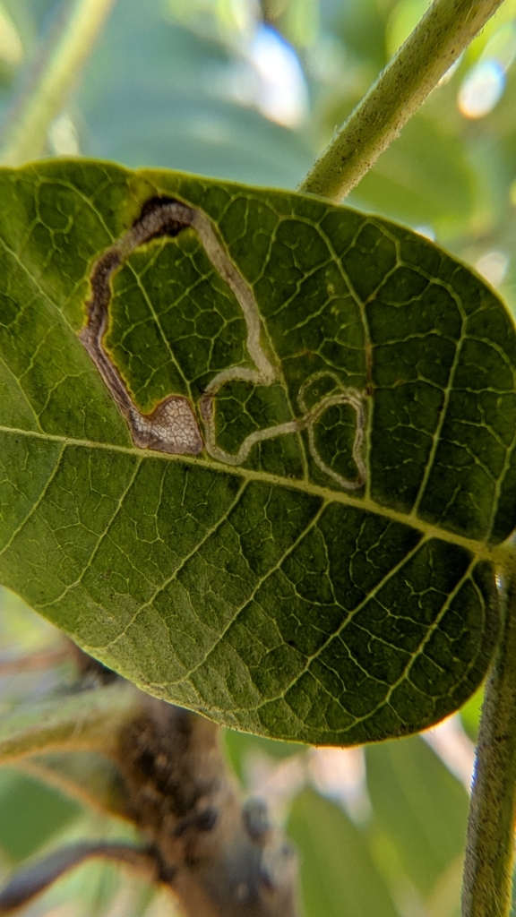 Stigmella longisacca