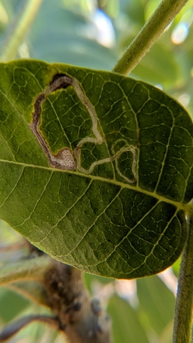 Stigmella longisacca