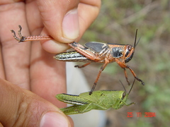 Schistocerca piceifrons