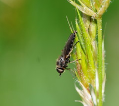Chiromyzinae