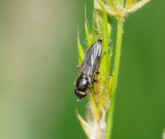 Chiromyzinae