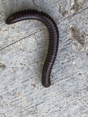 Leptogoniulus sorornus