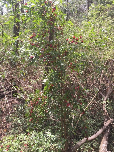 Ochna serrulata